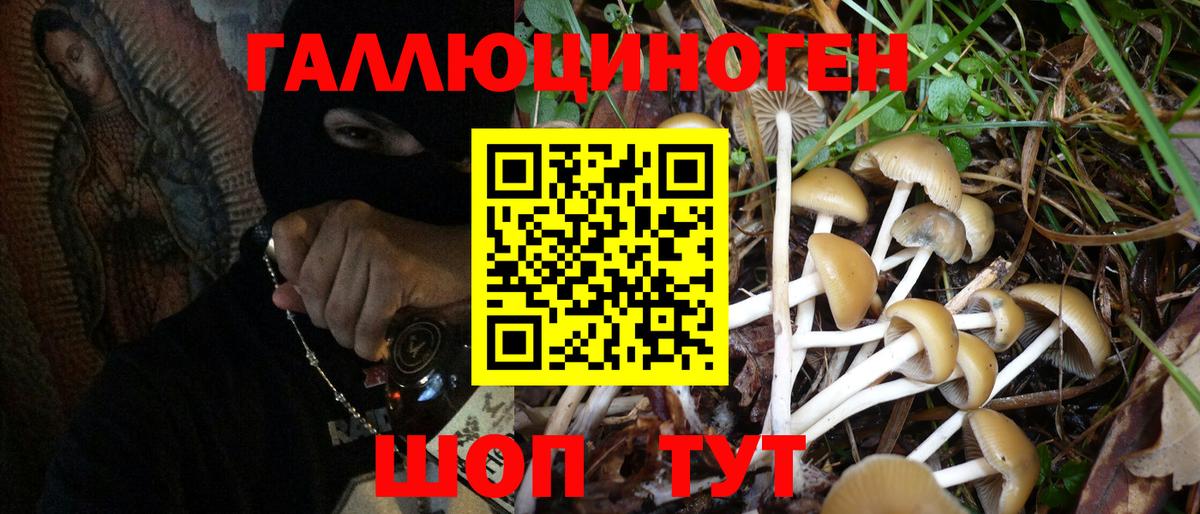 Галлюциногенные грибы Cubensis Малгобек